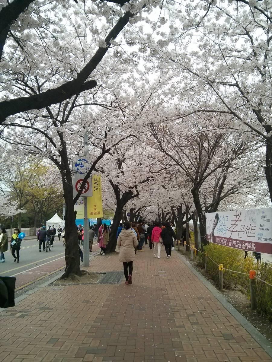 Yeouido Hangang Park 여의도 한강 공원