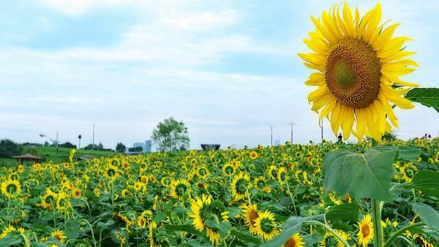 Sky Park 하늘공원