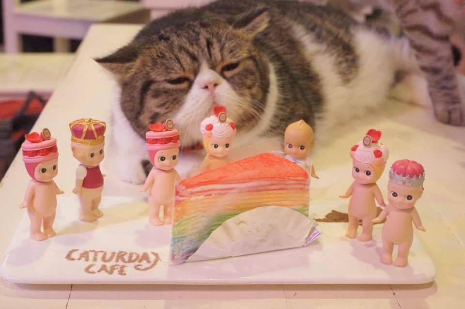 Caturday Cat Cafe